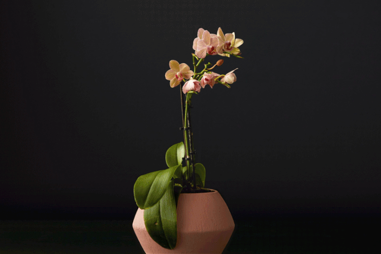 Read more about the article Du bist auf der Suche nach Blumen?
